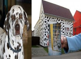 Muore il loro dalmata e dipingono la casa a chiazze per ricordarlo