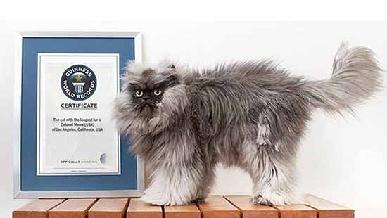 guinness world record lunghezza pelo gatto